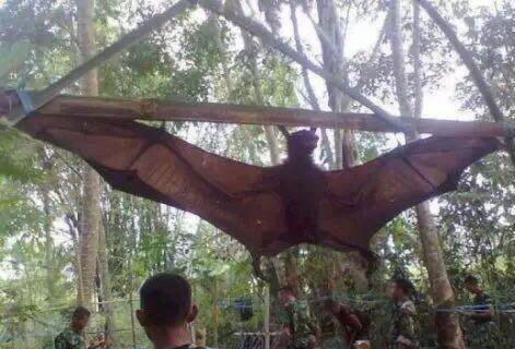 100只怪兽图片，被捕获的最大的20个巨型怪兽（10大巨型怪兽排行）