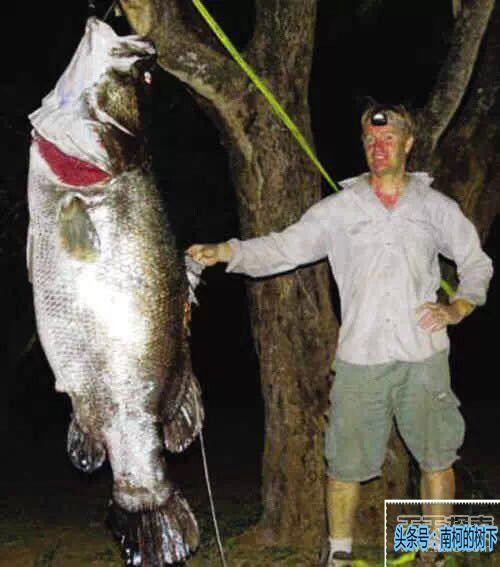 100只怪兽图片，被捕获的最大的20个巨型怪兽（10大巨型怪兽排行）