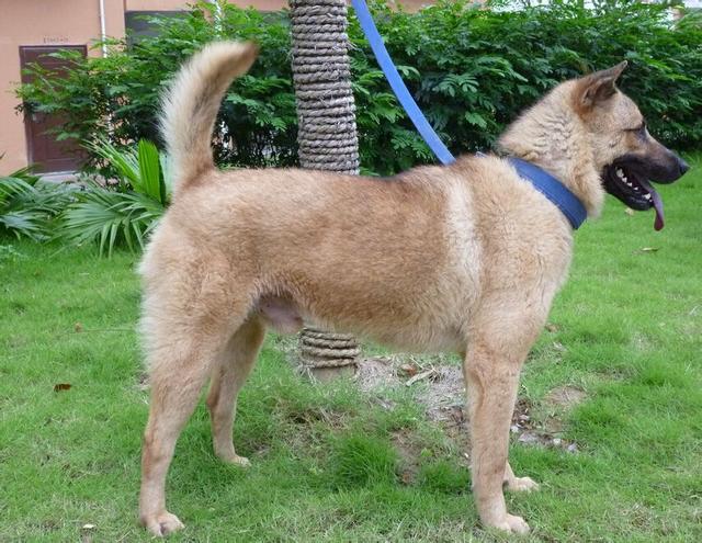 十大最省心的小型犬品种，第一次养狗养它轻松很多