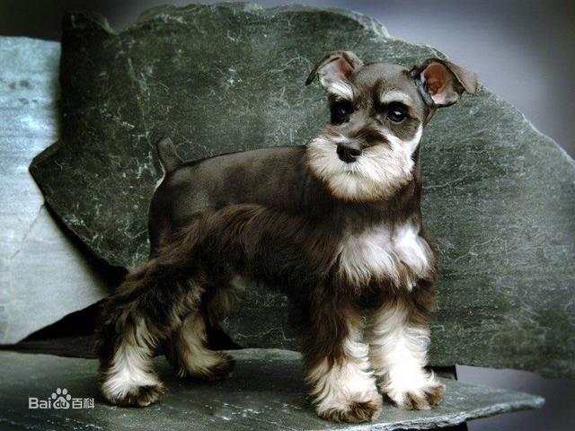 十大最省心的小型犬品种，第一次养狗养它轻松很多