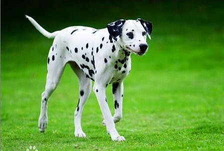 十大最省心的小型犬品种，第一次养狗养它轻松很多