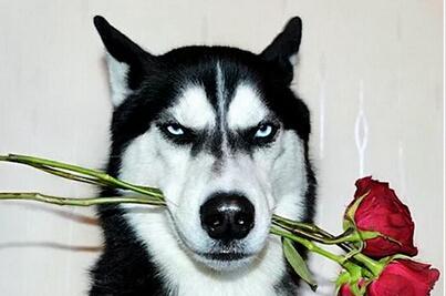 十大最省心的小型犬品种，第一次养狗养它轻松很多