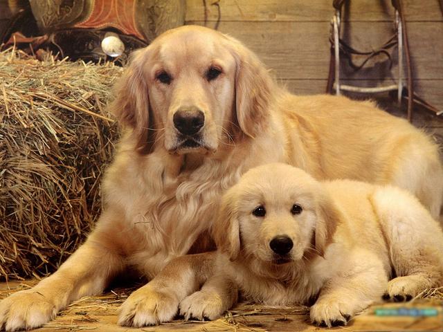 十大最省心的小型犬品种，第一次养狗养它轻松很多