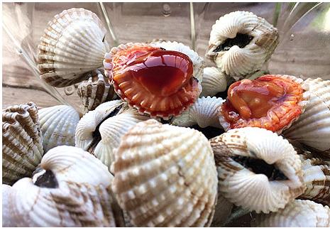 厦门最便宜的海鲜，这些其丑无比的海鲜