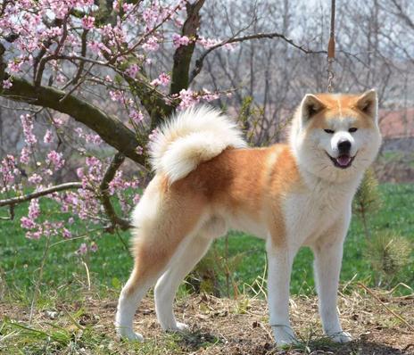 十大最省心的小型犬品种，第一次养狗养它轻松很多