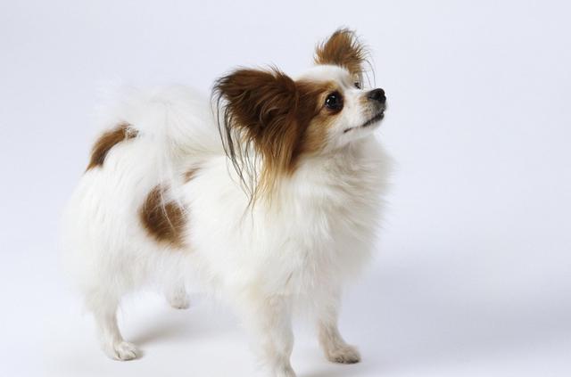 十大最省心的小型犬品种，第一次养狗养它轻松很多