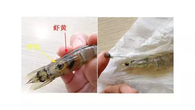 不去虾线能吃吗，虾的虾线不去能吃吗