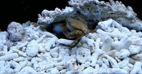 不去虾线能吃吗，虾的虾线不去能吃吗