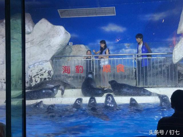 天津海昌极地海洋世界，天津海昌极地海洋世界具体位置（极地海洋公园元宵节团圆福利来喽）