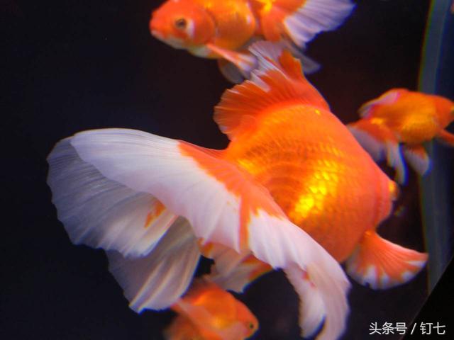 天津海昌极地海洋世界，天津海昌极地海洋世界具体位置（极地海洋公园元宵节团圆福利来喽）