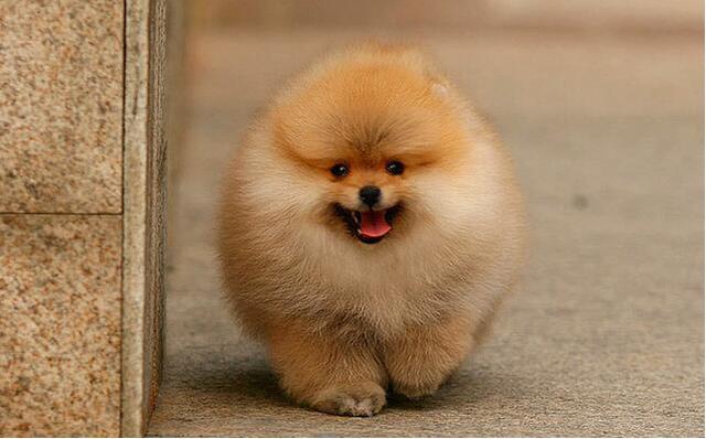 哪种博美犬最好养，很适合懒人养哦