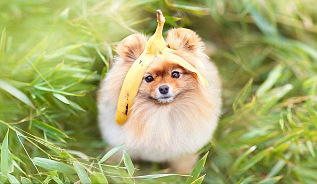 哪种博美犬最好养，很适合懒人养哦