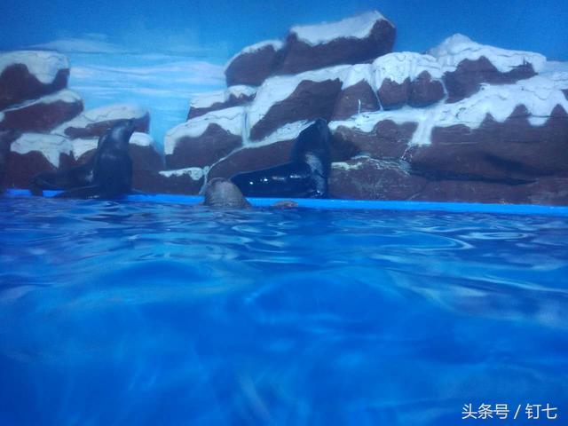 天津海昌极地海洋世界，天津海昌极地海洋世界具体位置（极地海洋公园元宵节团圆福利来喽）