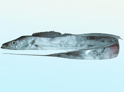 海水观赏鱼图鉴1000种电子版，海水鱼类图谱大全