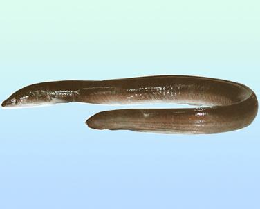 海水观赏鱼图鉴1000种电子版，海水鱼类图谱大全
