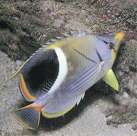海水观赏鱼图鉴1000种电子版，海水鱼类图谱大全
