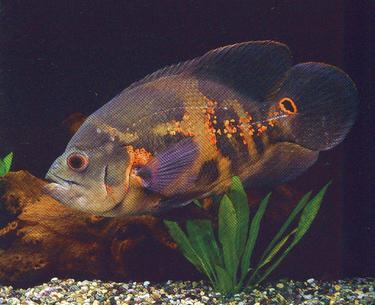 海水观赏鱼图鉴1000种电子版，海水鱼类图谱大全
