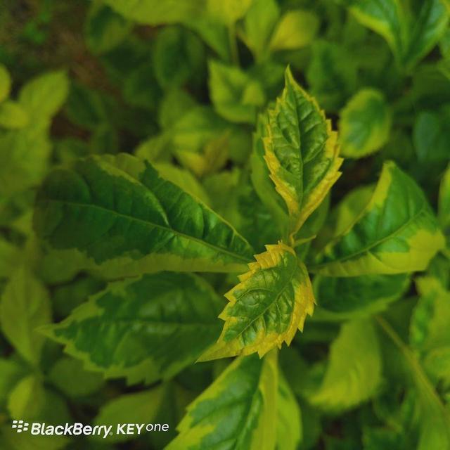 黑莓keyone，黑莓keyone怎么看版本