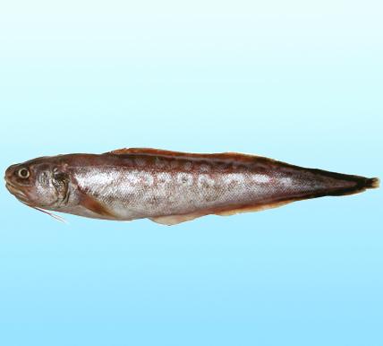 海水观赏鱼图鉴1000种电子版，海水鱼类图谱大全