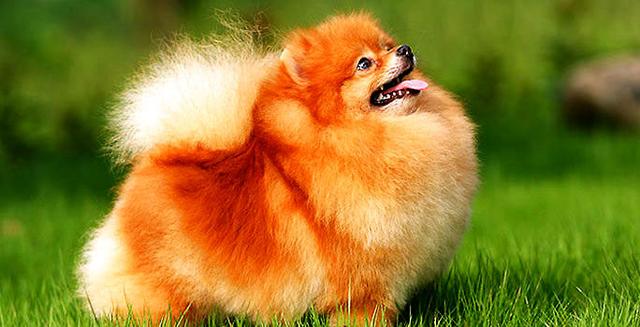 哪种博美犬最好养，很适合懒人养哦