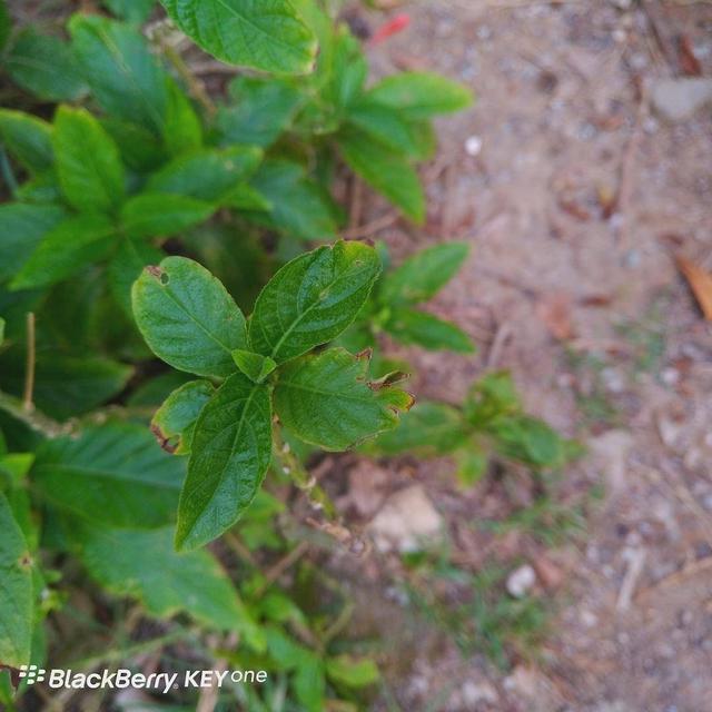 黑莓keyone，黑莓keyone怎么看版本