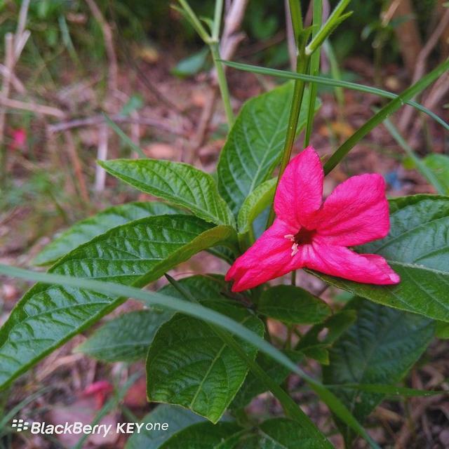 黑莓keyone，黑莓keyone怎么看版本