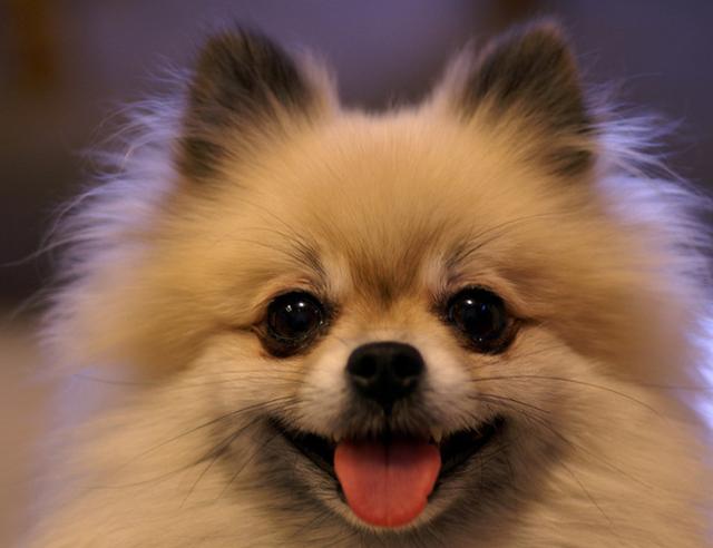 哪种博美犬最好养，很适合懒人养哦