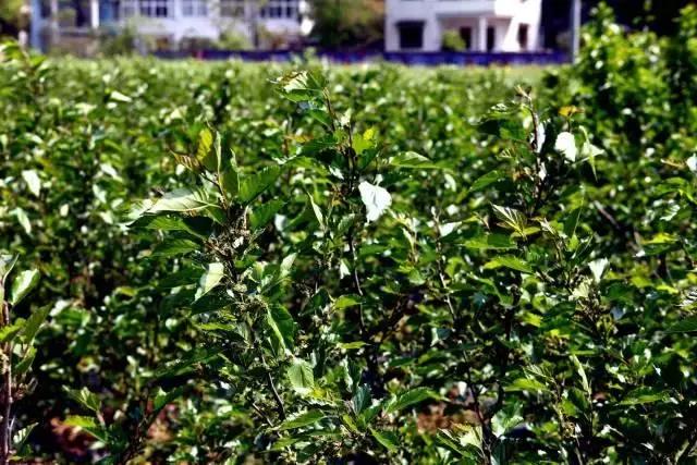 芜湖旅游景点攻略，芜湖旅游攻略景点必去（你必须要去的九大美景）