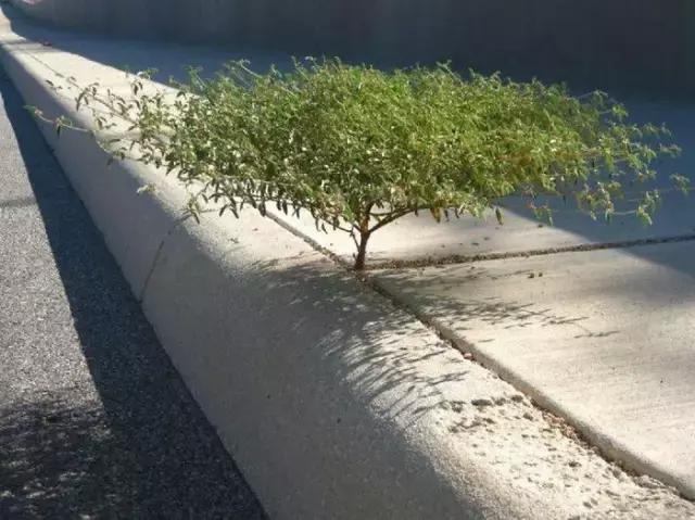 20张植物超强生命力的图片，心生敬畏