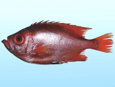 海水观赏鱼图鉴1000种电子版，海水鱼类图谱大全