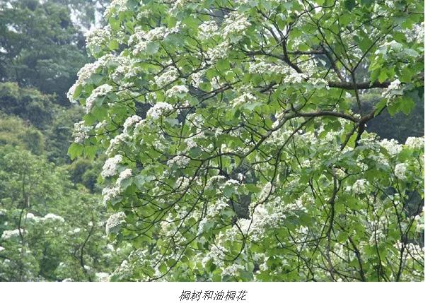 木蜡油家具后期怎么保养，植物桐油家具保养好帮手