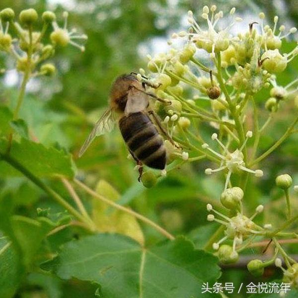 百花蜜的功效与作用，百花蜜的作用与功效（百花蜜与单花蜜 哪个好）