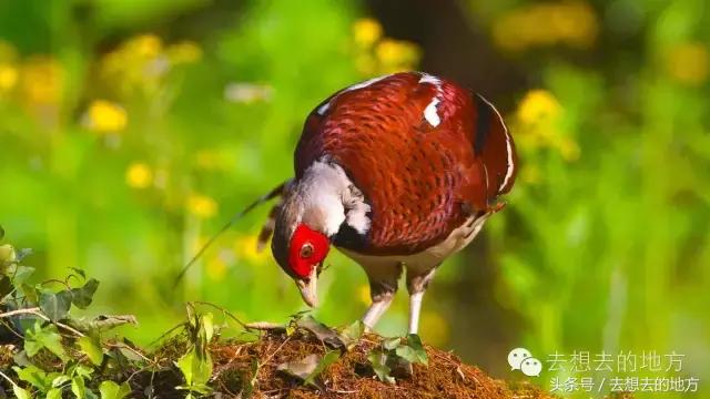 野鸡是国家几级保护动物，野鸡是不是一级保护动物（误闯民宅的山鸡“身份”不俗）