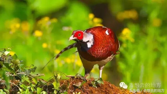 野鸡是国家几级保护动物，野鸡是不是一级保护动物（误闯民宅的山鸡“身份”不俗）