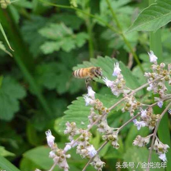 百花蜜的功效与作用，百花蜜的作用与功效（百花蜜与单花蜜 哪个好）