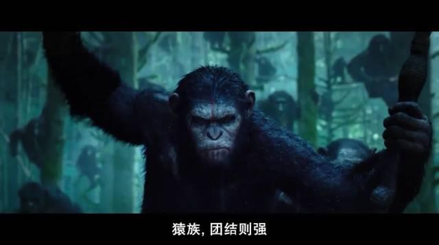 大猩猩最大寿命，史上最燃大猩猩临走前把人类干翻了