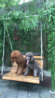 会撒娇卖萌的泰迪熊，其实它有很多优点