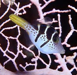 海水观赏鱼图鉴1000种电子版，海水鱼类图谱大全