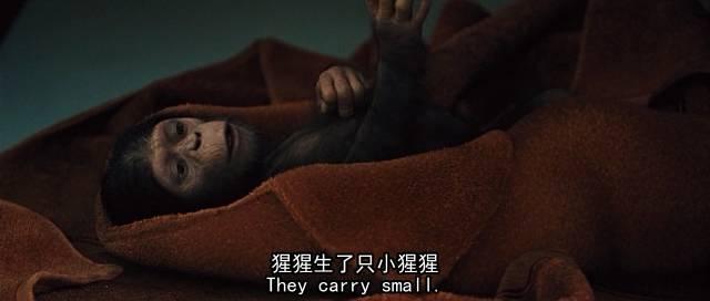 大猩猩最大寿命，史上最燃大猩猩临走前把人类干翻了