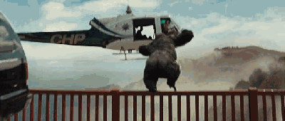 大猩猩最大寿命，史上最燃大猩猩临走前把人类干翻了