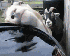 大猩猩最大寿命，史上最燃大猩猩临走前把人类干翻了