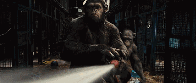 大猩猩最大寿命，史上最燃大猩猩临走前把人类干翻了