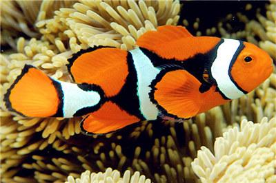 如何最简单饲养小丑鱼，小丑鱼的养殖方法及饲养注意事项