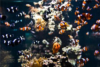 如何最简单饲养小丑鱼，小丑鱼的养殖方法及饲养注意事项