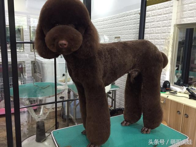 会撒娇卖萌的泰迪熊，其实它有很多优点