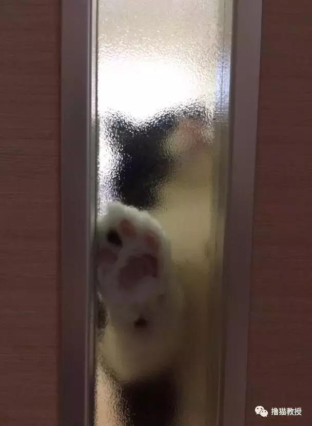 世界上最帅气的猫出场，一只会唱歌的猫咪
