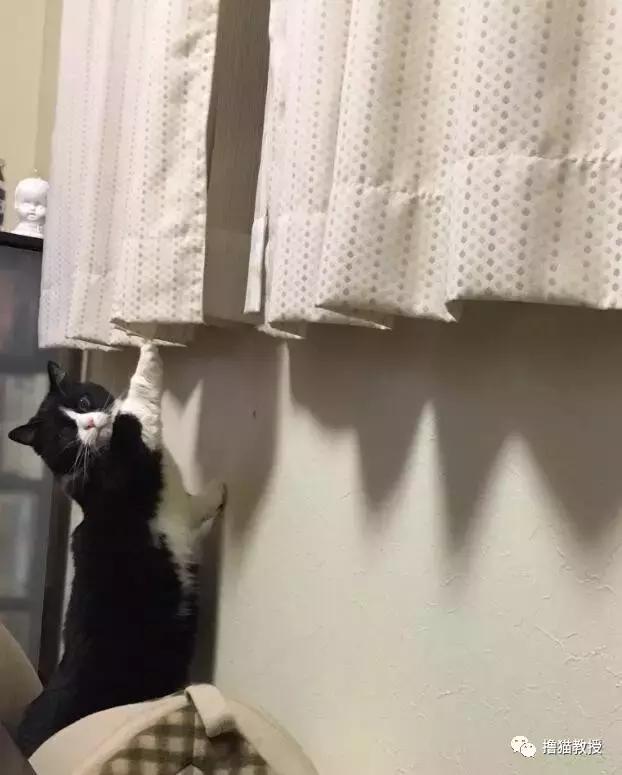 世界上最帅气的猫出场，一只会唱歌的猫咪