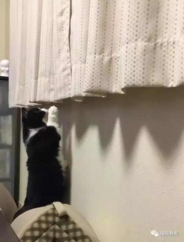 世界上最帅气的猫出场，一只会唱歌的猫咪