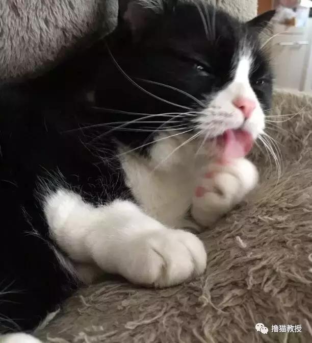 世界上最帅气的猫出场，一只会唱歌的猫咪