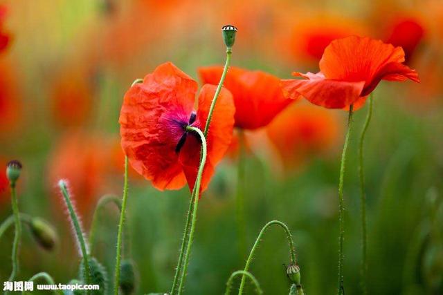 彼岸花花语是什么，彼岸花：花叶永不见